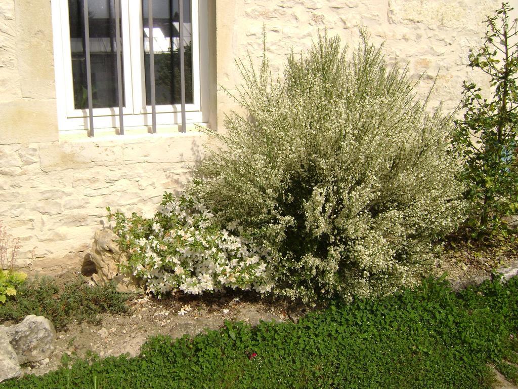 Les Petunias
